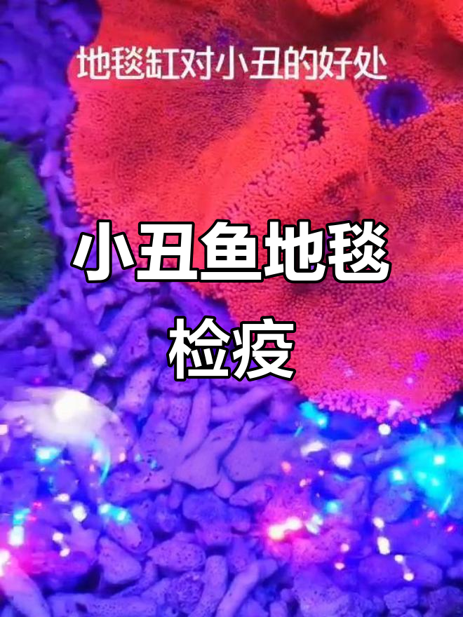 小丑鱼地毯检疫:白点、白膜都能治愈