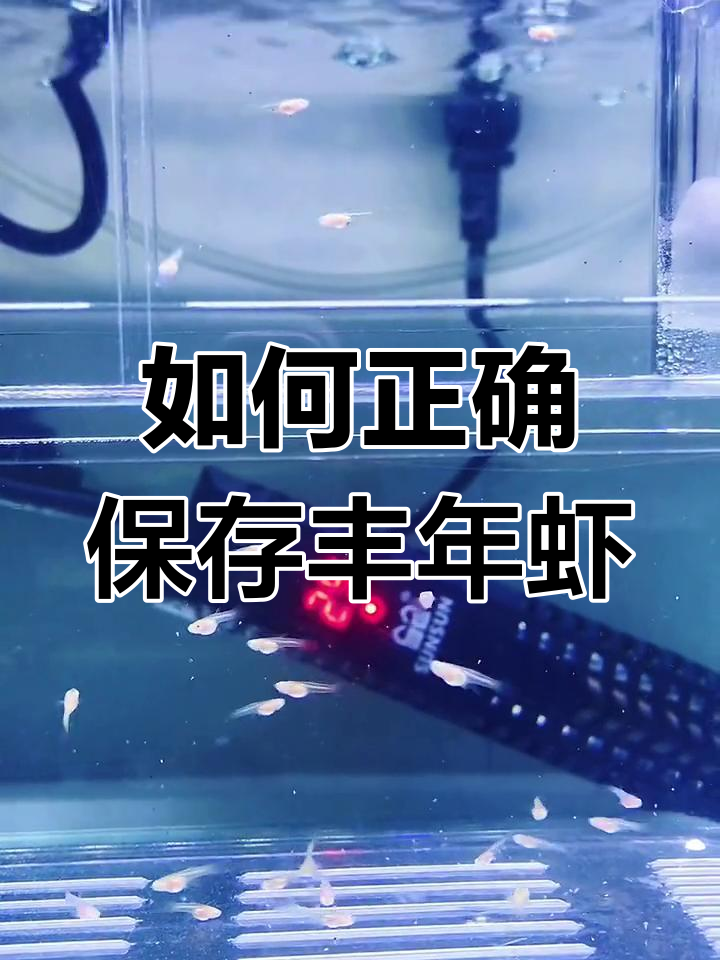 丰年虾保存小技巧,轻松解决反复解冻问题