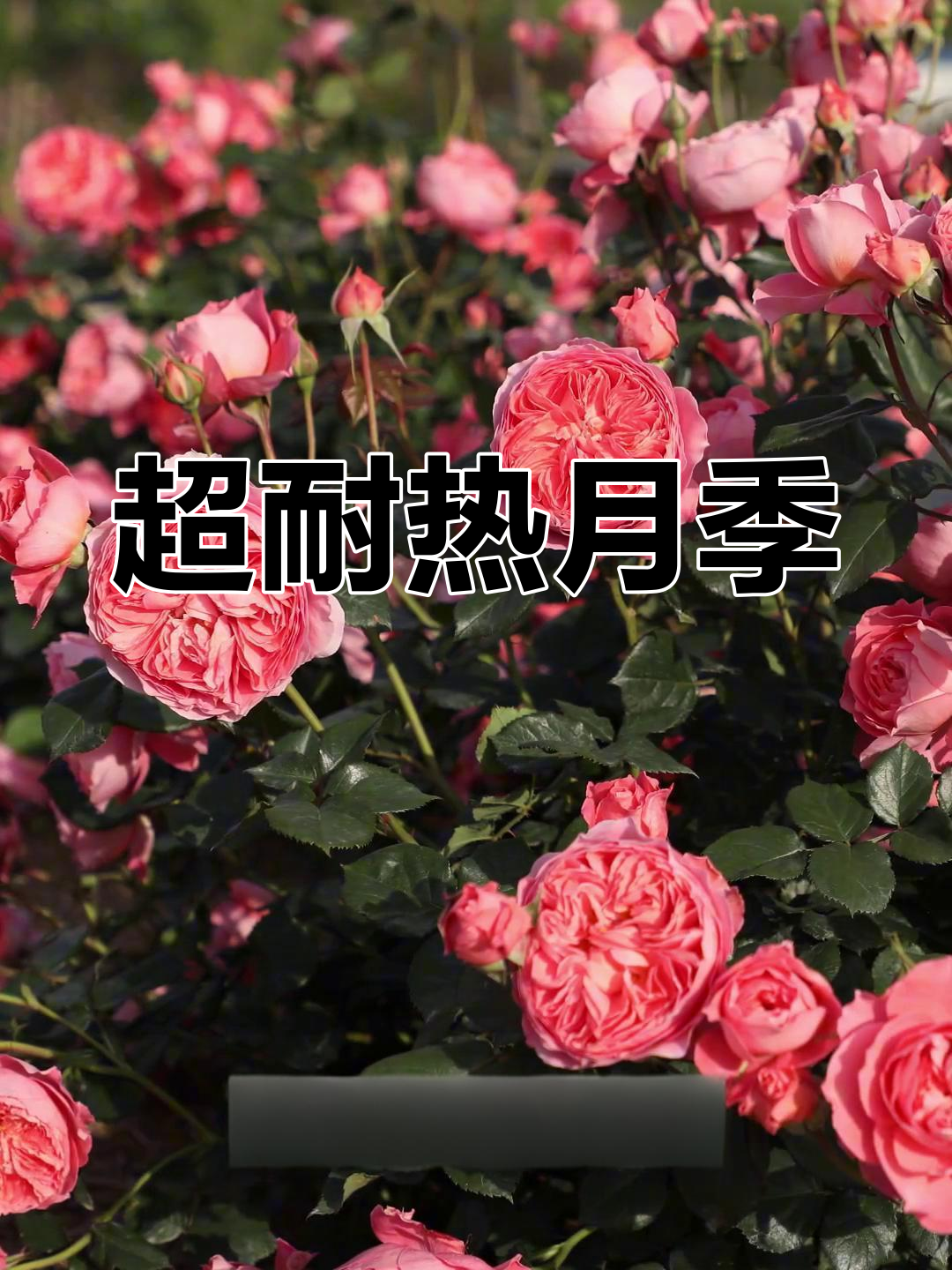 夏日花火:鲑鱼红色月季,春夏秋都灿烂如初