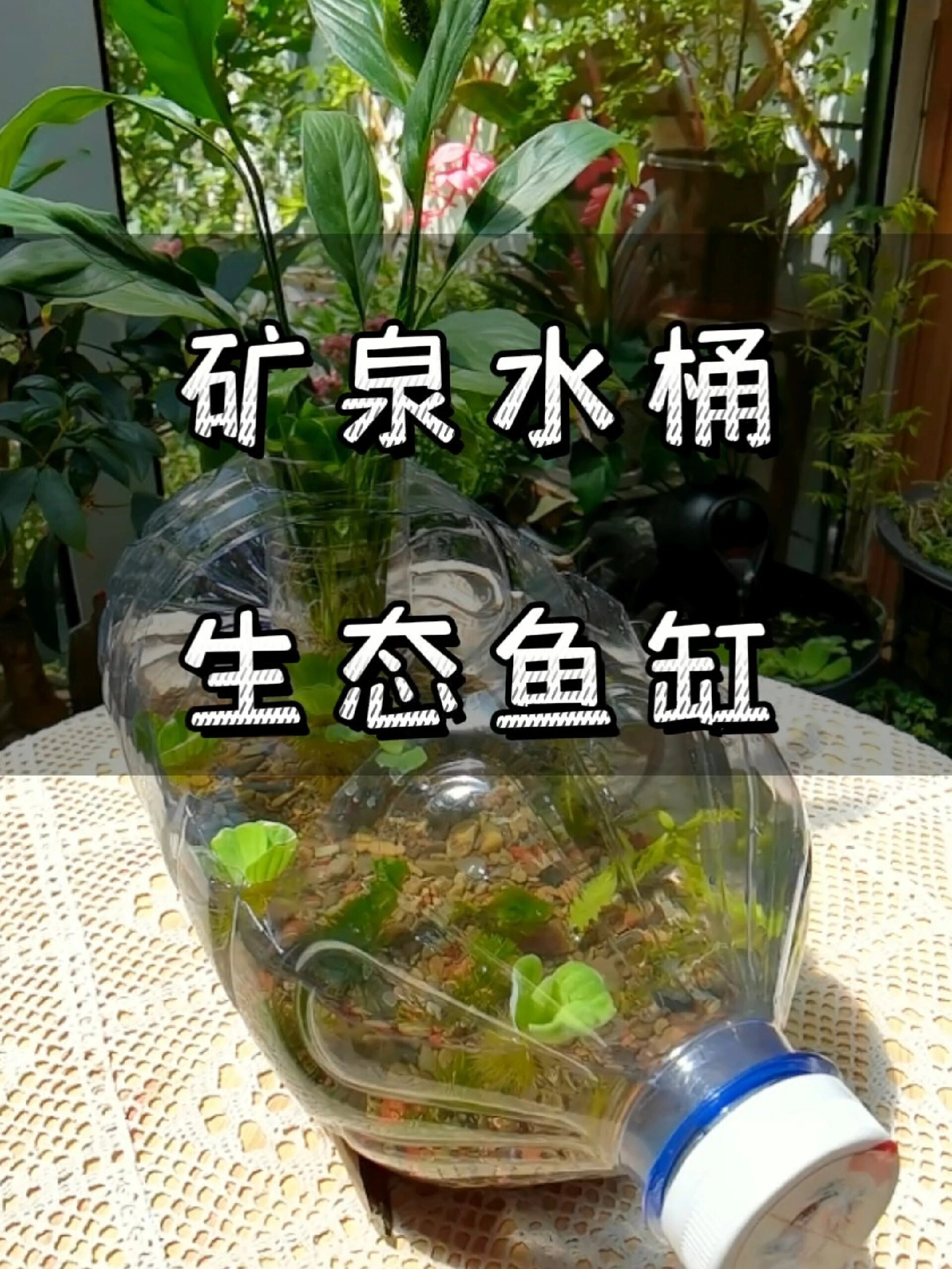 矿泉水桶制作生态鱼缸!