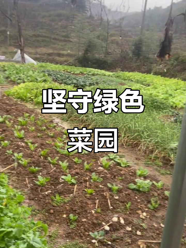 雨中的生态菜园,坚持绿色原则让健康更近一步