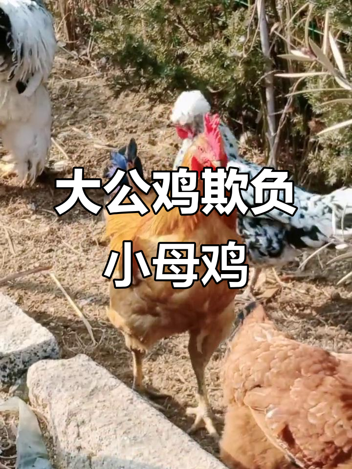 公鸡疯狂追小母鸡，体型差距太大惨不忍睹