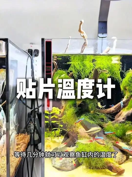 鱼缸贴片温度计 不用油、不用电、贴在玻璃上就能测温度的鱼缸贴片温度计