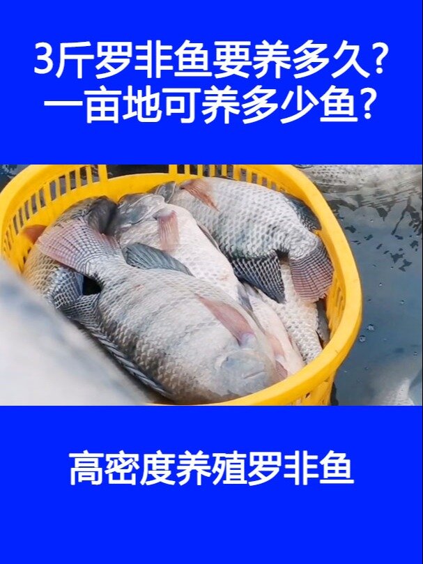 3斤罗非鱼要养多久一亩地可养多少鱼