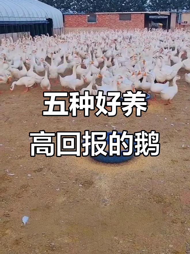 五大最易养的鹅品种,生长迅速抗病力强