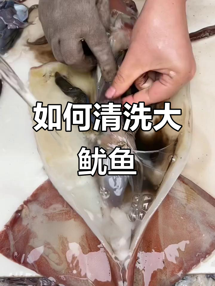 清理大鱿鱼全流程,轻松去内脏和皮