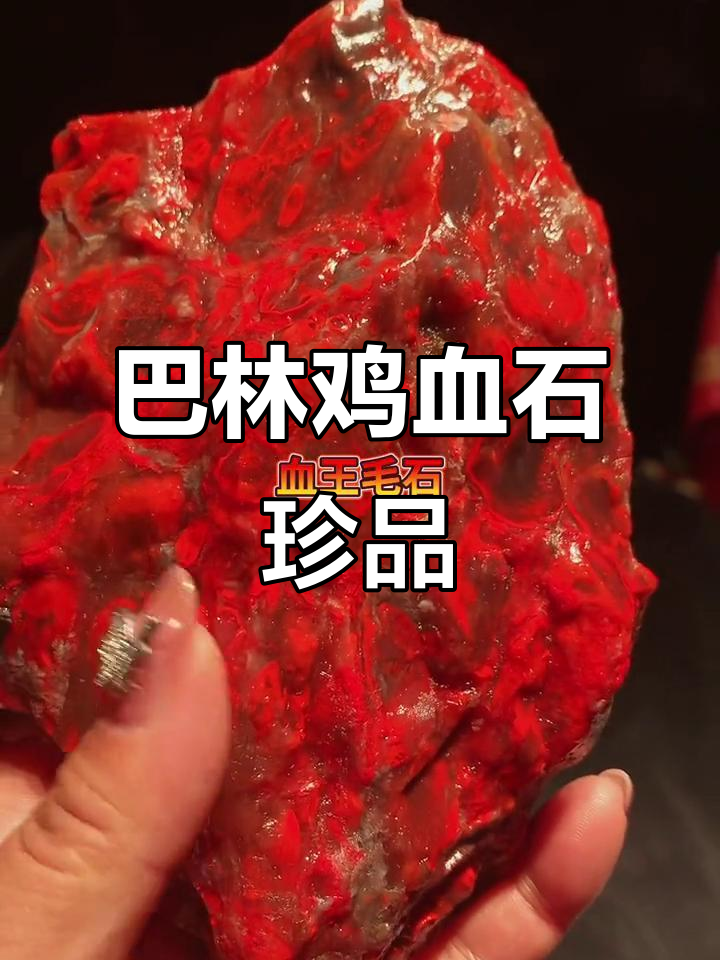 收藏级巴林鸡血石，稀有毛料展示