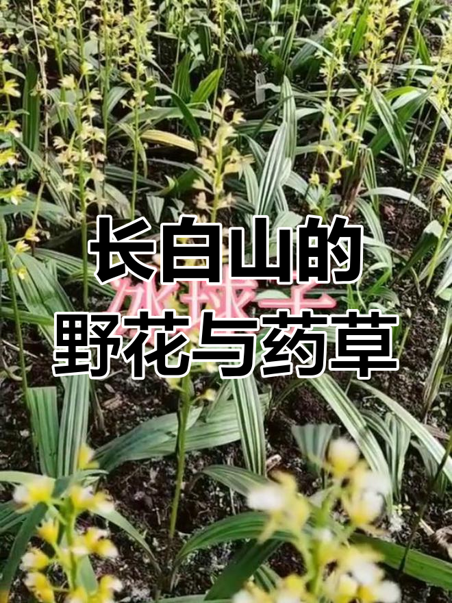 走进长白山,探索野生药材与花卉
