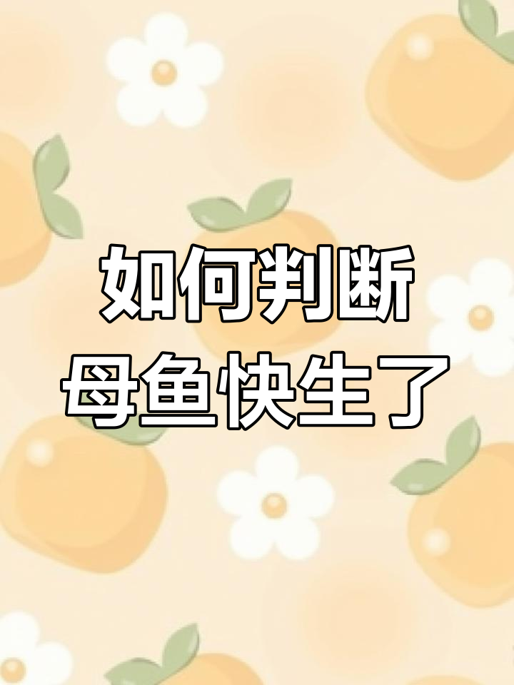 母鱼待产期大揭秘,肚子变大到什么程度才生?