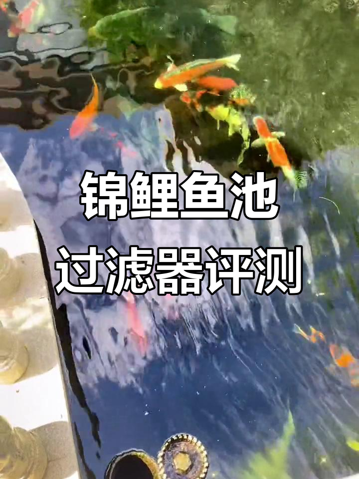 客户反馈:锦鲤鱼池高级管家,假山过滤系统效果惊艳