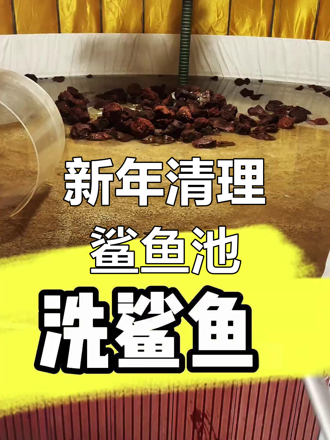 鲨鱼池大清洗,生物全装上玻璃缸三天不吃不喝