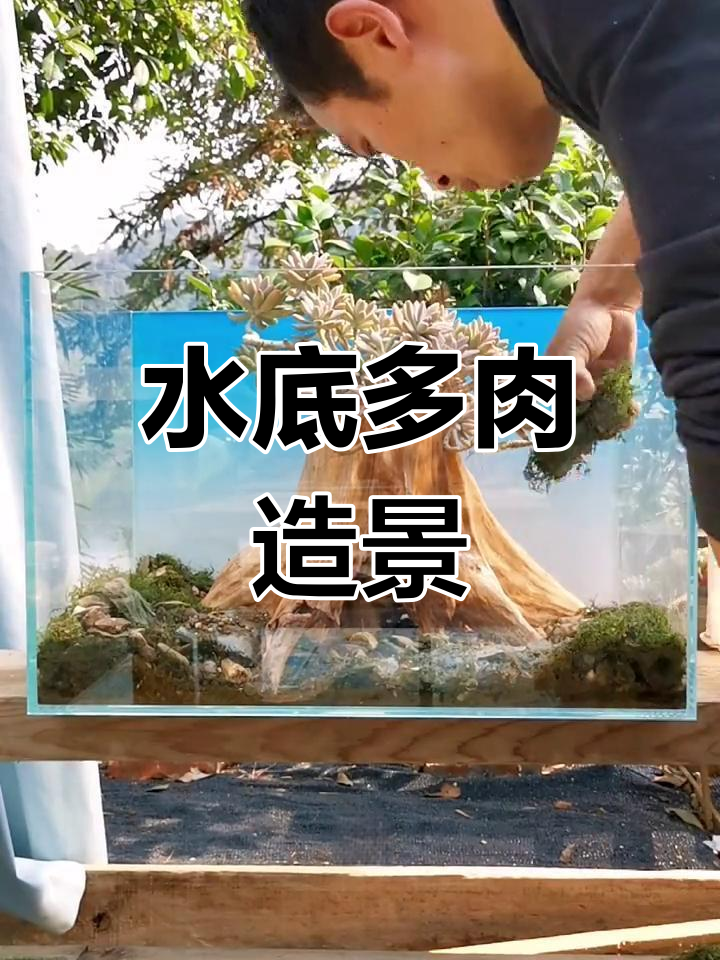 鱼缸里种多肉,竟然这么美!木桩花盆打造水下景观