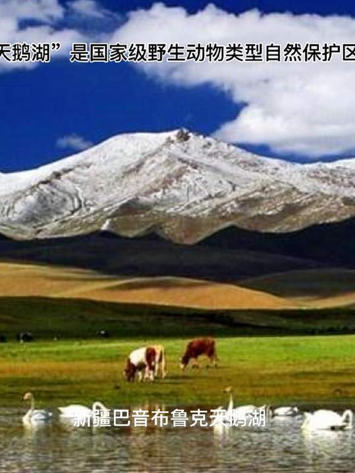 新疆巴音布鲁克天鹅湖，是亚洲最大、中国首个天鹅自然保护区！