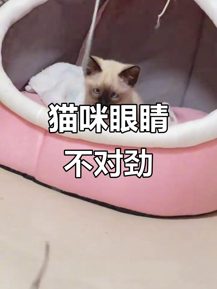 暹罗猫眼神有点奇怪,是不是斗鸡眼?