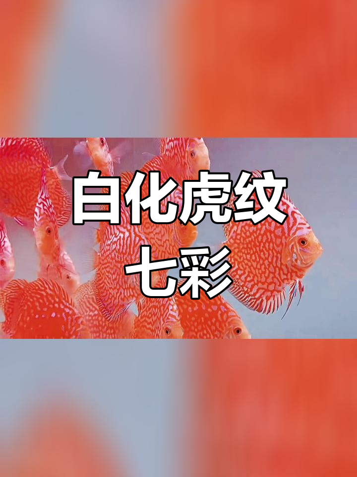 七彩神仙鱼白化虎纹变异