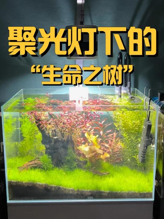 大半夜来更新一下我的“生命之树”草缸造景