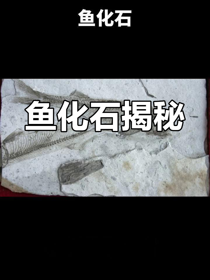 鱼化石的形成过程与原理