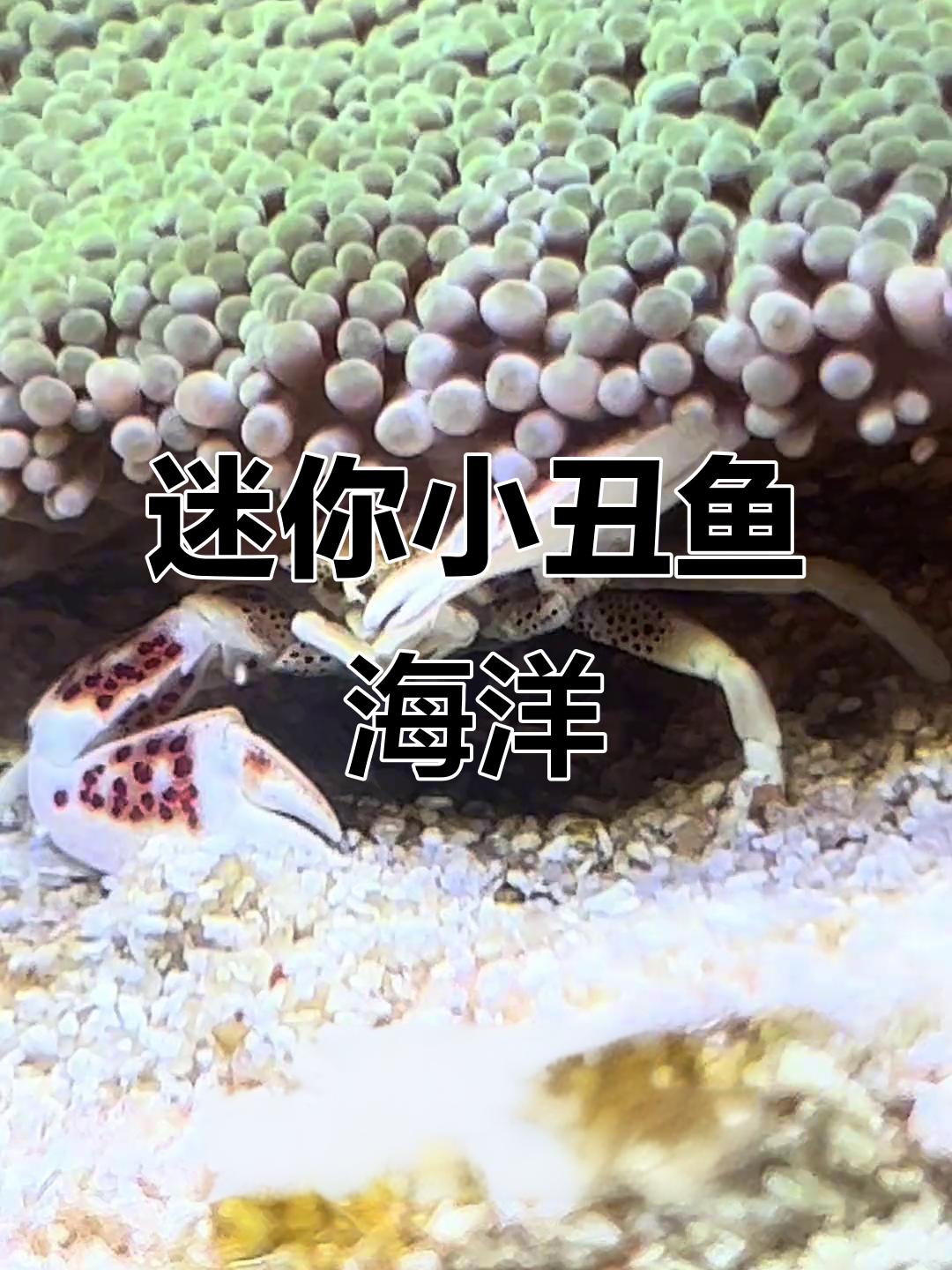小丑鱼与海葵的海洋家园,蟹虾共舞打造完美生态