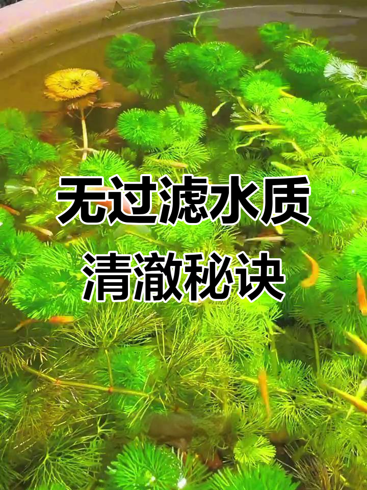 古法生态缸养鱼技巧:火山石、溪流沙与水草的完美搭配