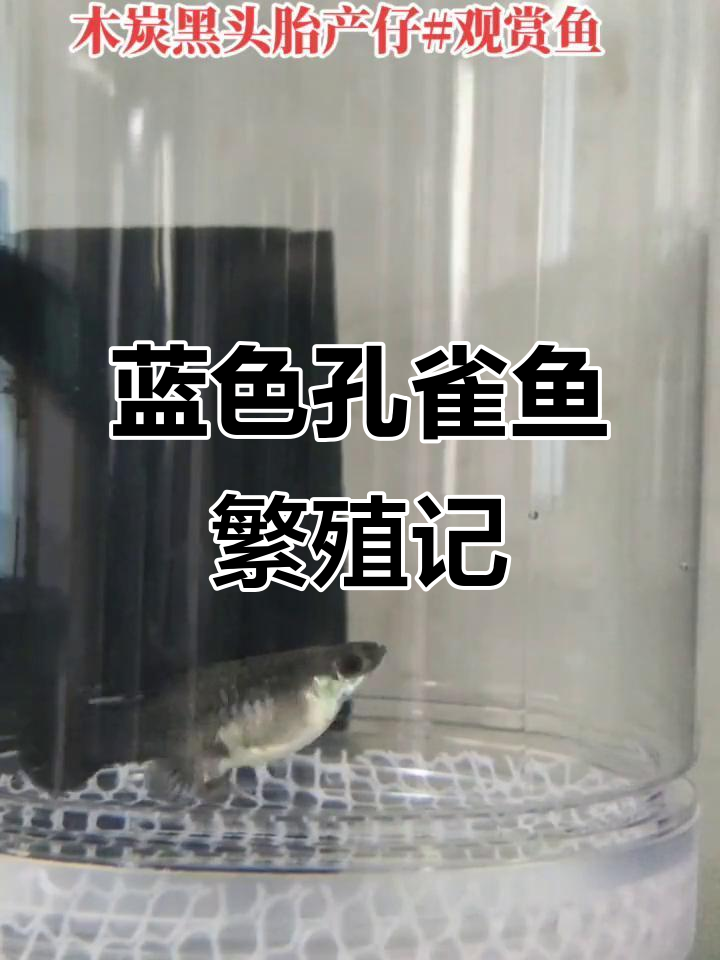 莫斯科蓝孔雀鱼产仔,夏日浪漫告白与玻璃缸中的自然