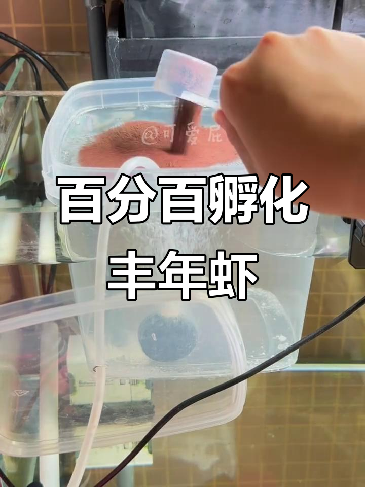 丰年虾孵化全攻略:从准备到收虾的完美步骤