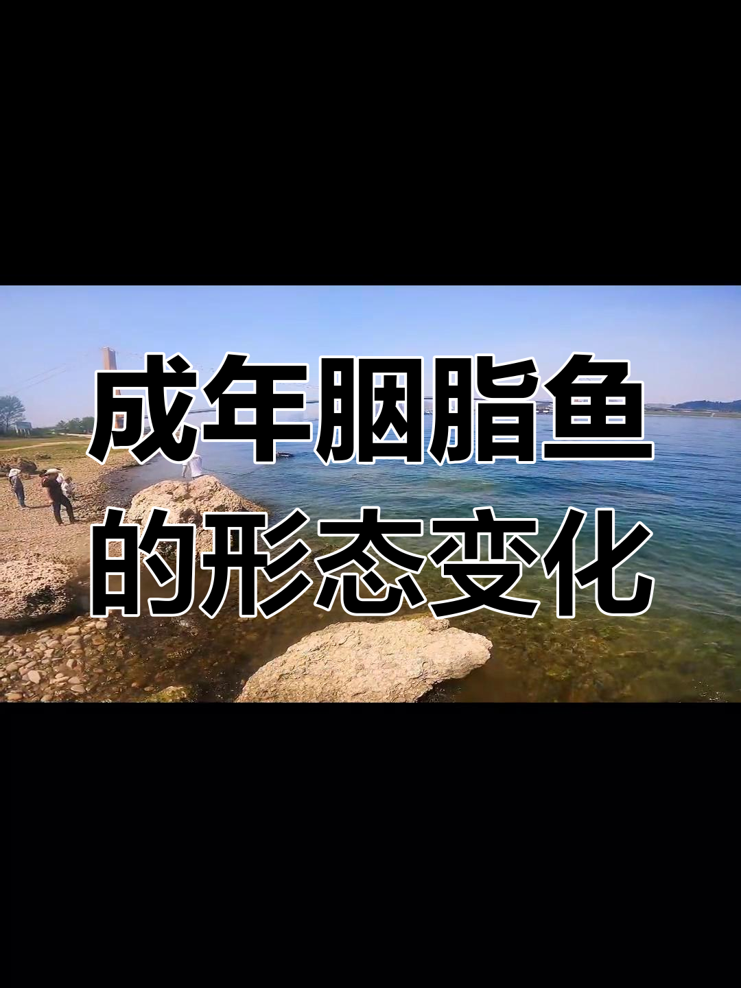 长江野生胭脂鱼成长揭秘