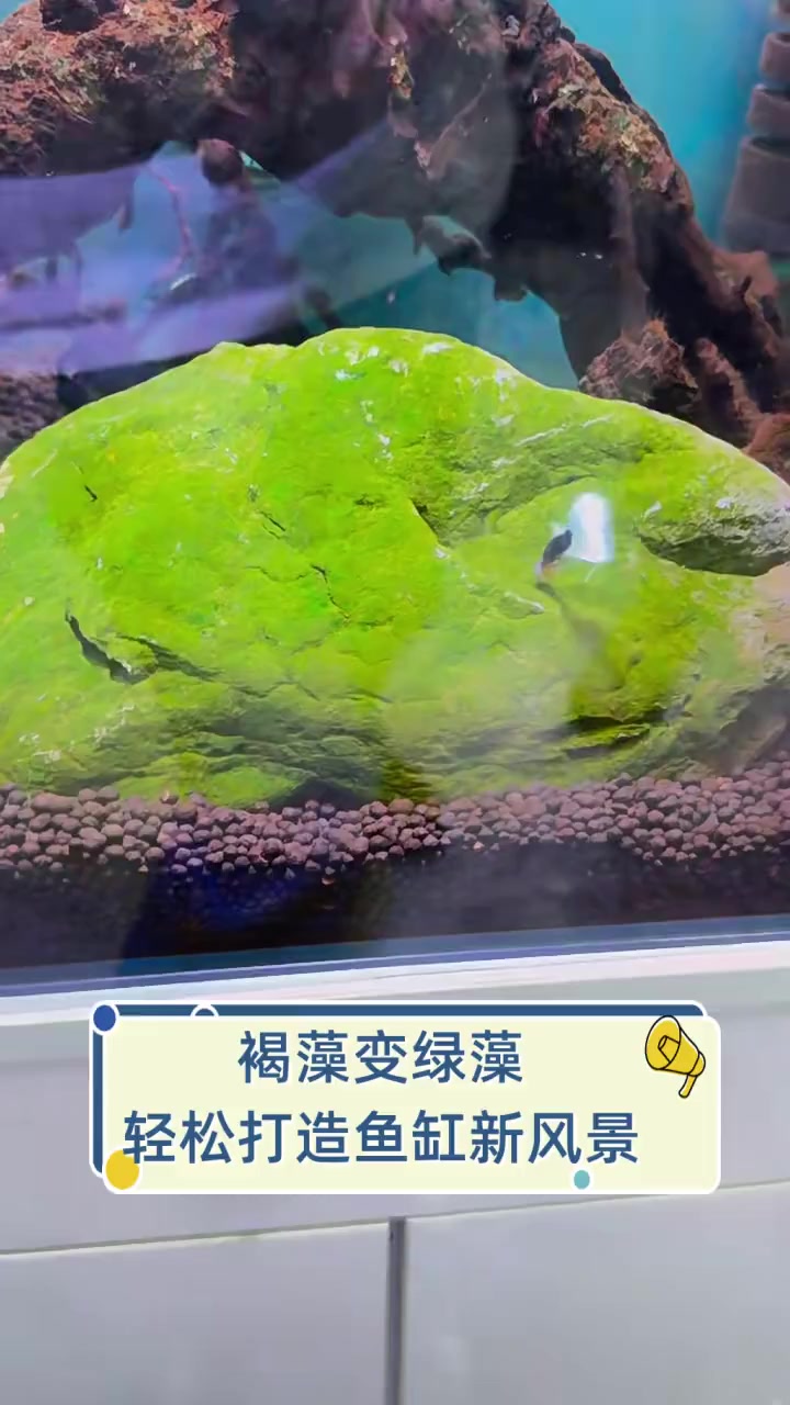 褐藻变绿藻,轻松打造鱼缸新风景