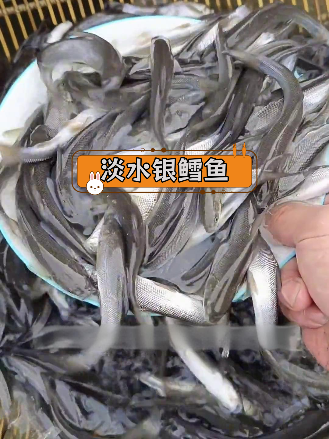 淡水银鳕鱼:大型草食性鱼类,生长迅速,肉质鲜美
