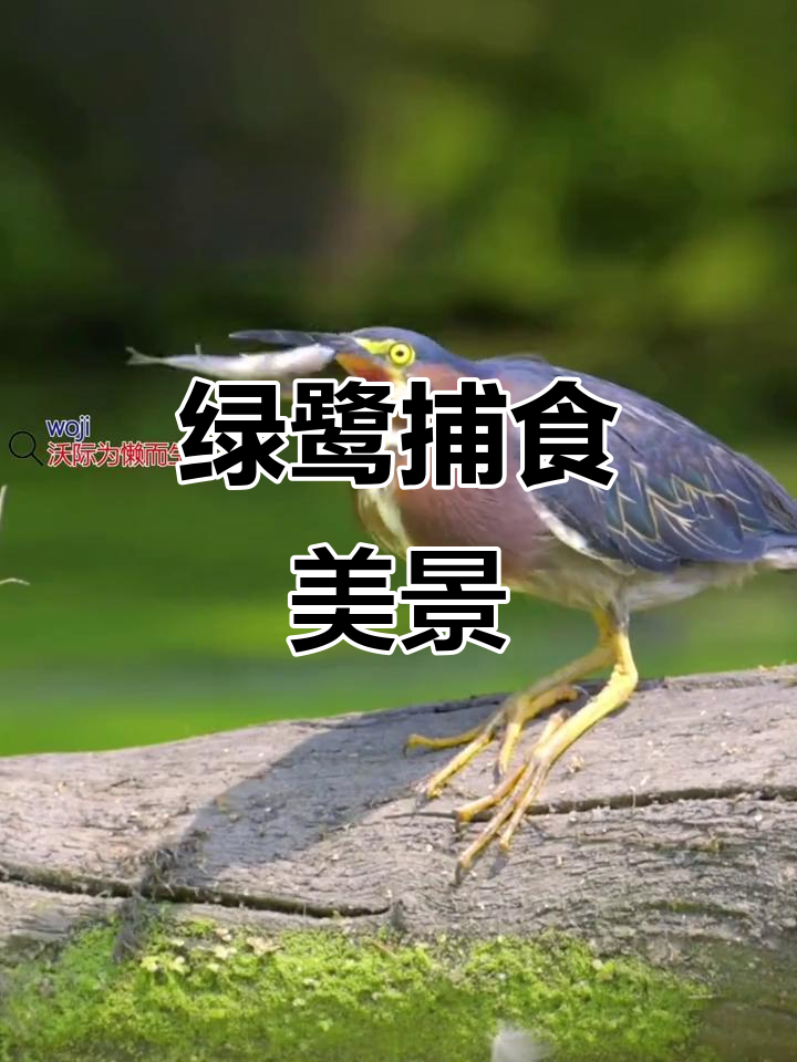 绿鹭捕鱼瞬间,大树下的唯美画面