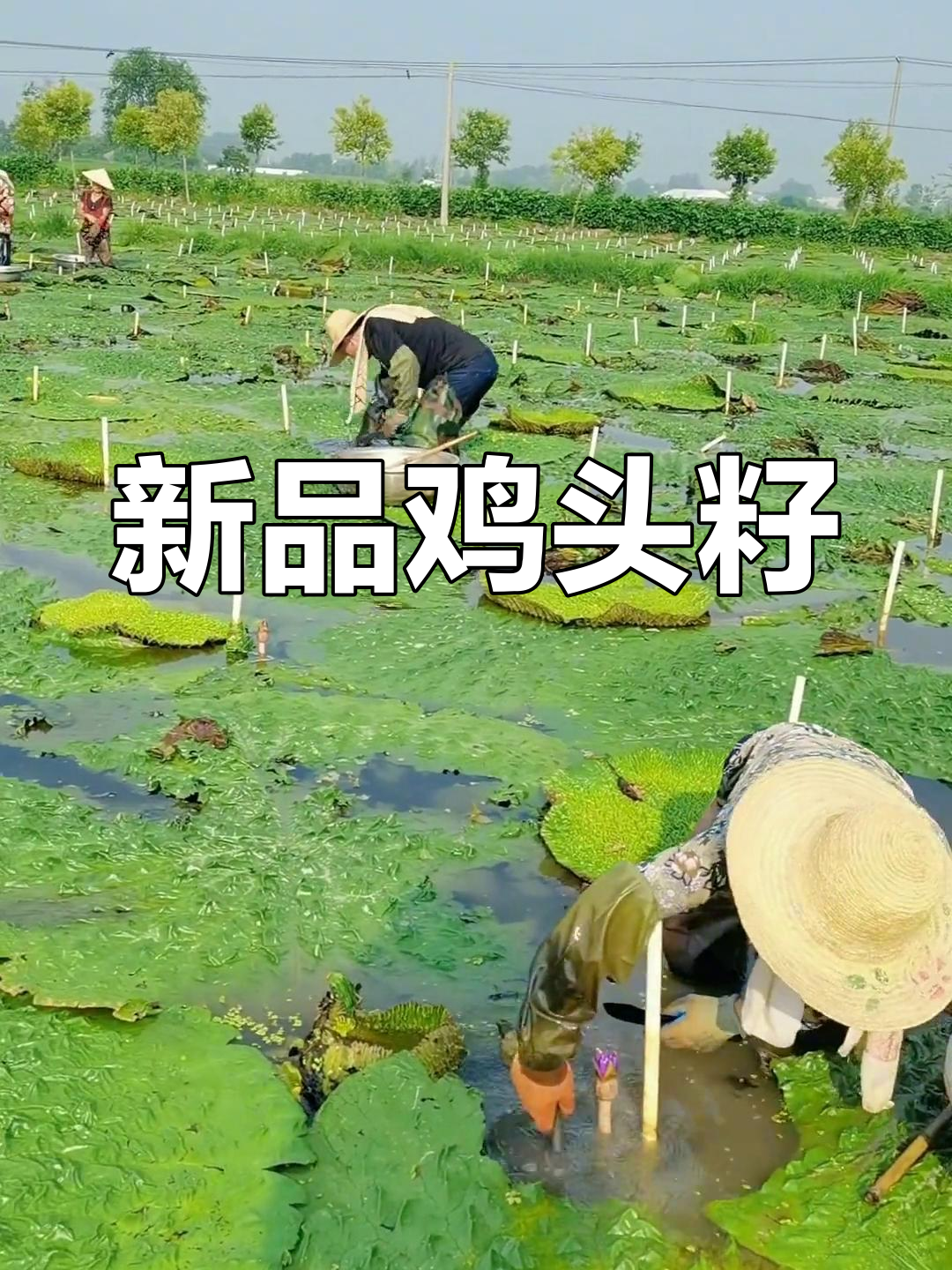 鸡头籽新品种,口感独特,一吃就停不下来!