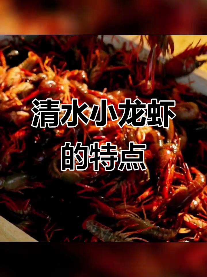 清水小龙虾:在清澈水源中长大的美味龙虾