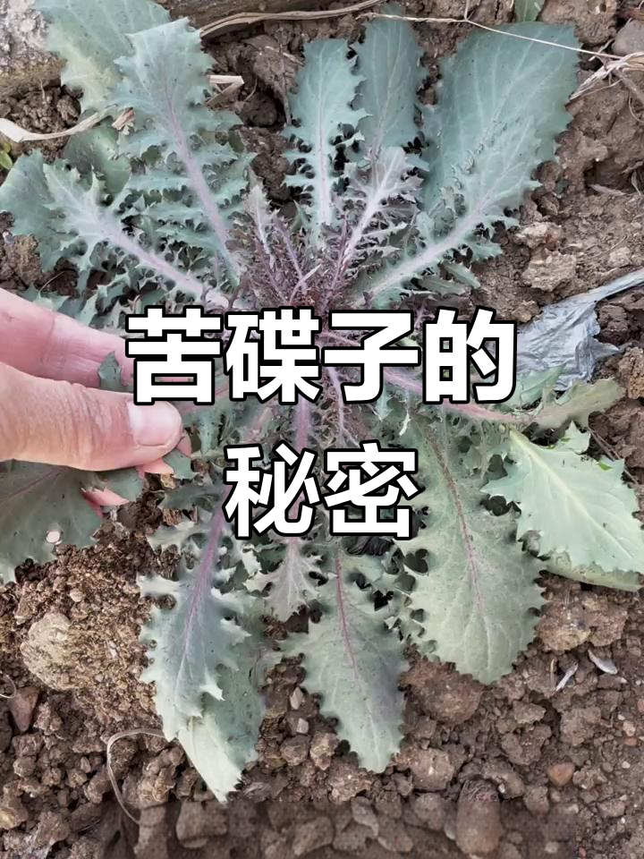 苦碟子:菊科草本,根似人参,夏季开花如菊花