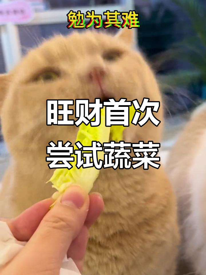 小兔子第一次吃青菜,萌态十足