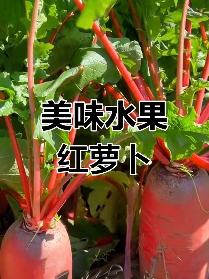 红皮白肉水果萝卜,脆甜多汁又营养