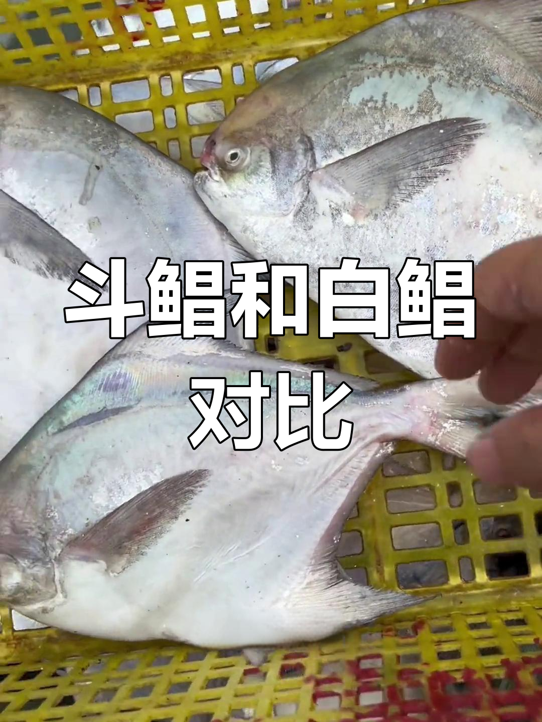 斗鲳与白鲳的区别解析