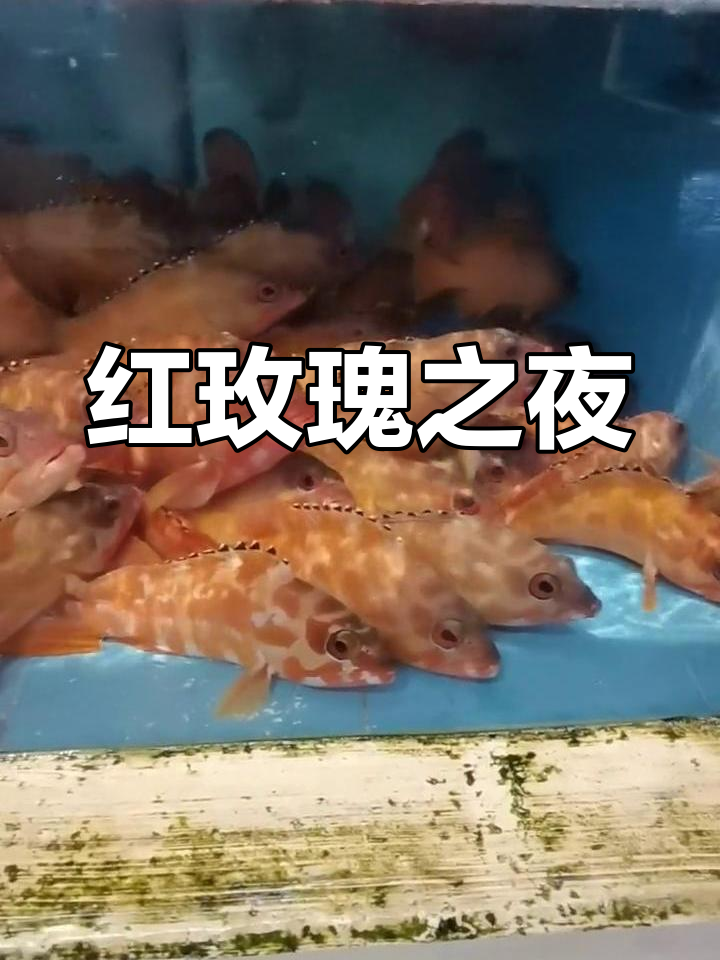 玫瑰与红丁的醉人夜晚