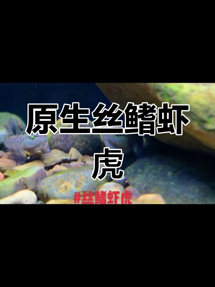 丝鳍虾虎鱼,惊艳原生生物