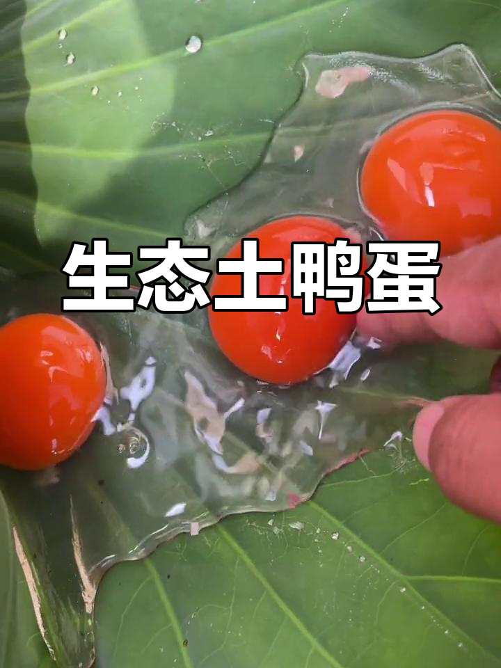 微山湖散养土鸭,蛋清如琼浆,蛋黄饱满,口感绝佳