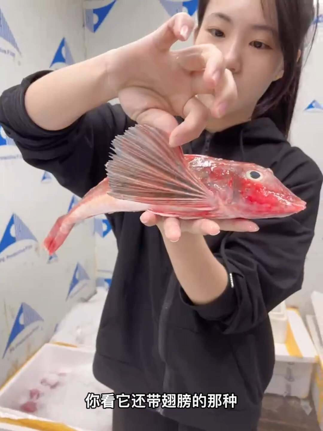 红角鱼·红飞鱼·鲂鮄鱼