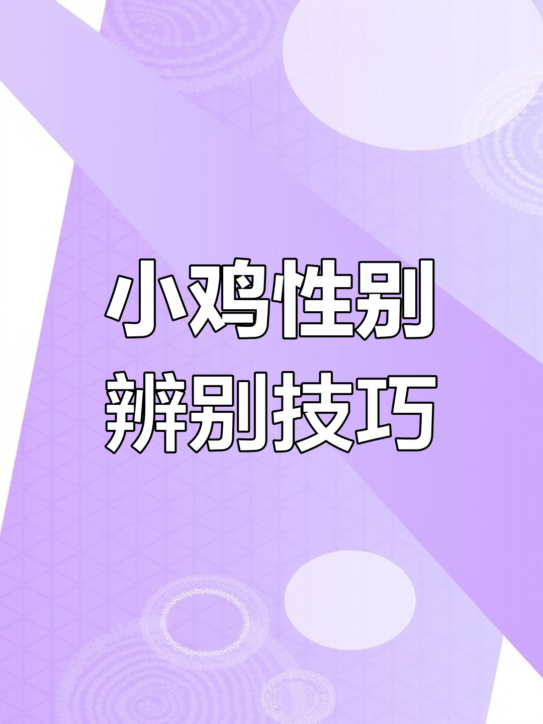 小鸡出壳后如何分辨公母?翻肛法大揭秘!