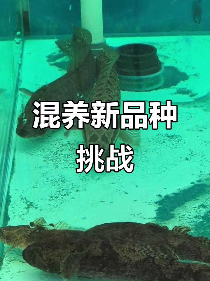 新物种加入鱼缸,能否与黑鱼和平共处?