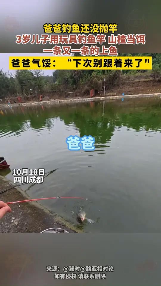 爸爸钓鱼还没抛竿,3岁儿子用玩具钓鱼竿、山楂当饵,一条又一条的上鱼,爸爸气馁:“下次别跟着