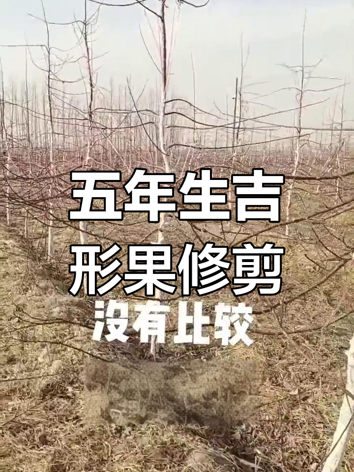辽宁果树技师团队修剪五年生鸡心果,效果惊人