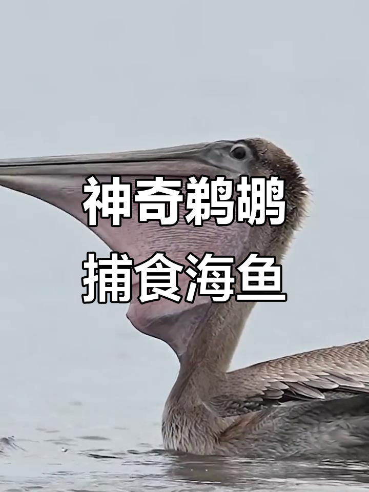 鹈鹕捕鱼瞬间:一口吞下大鱼,惊险连连