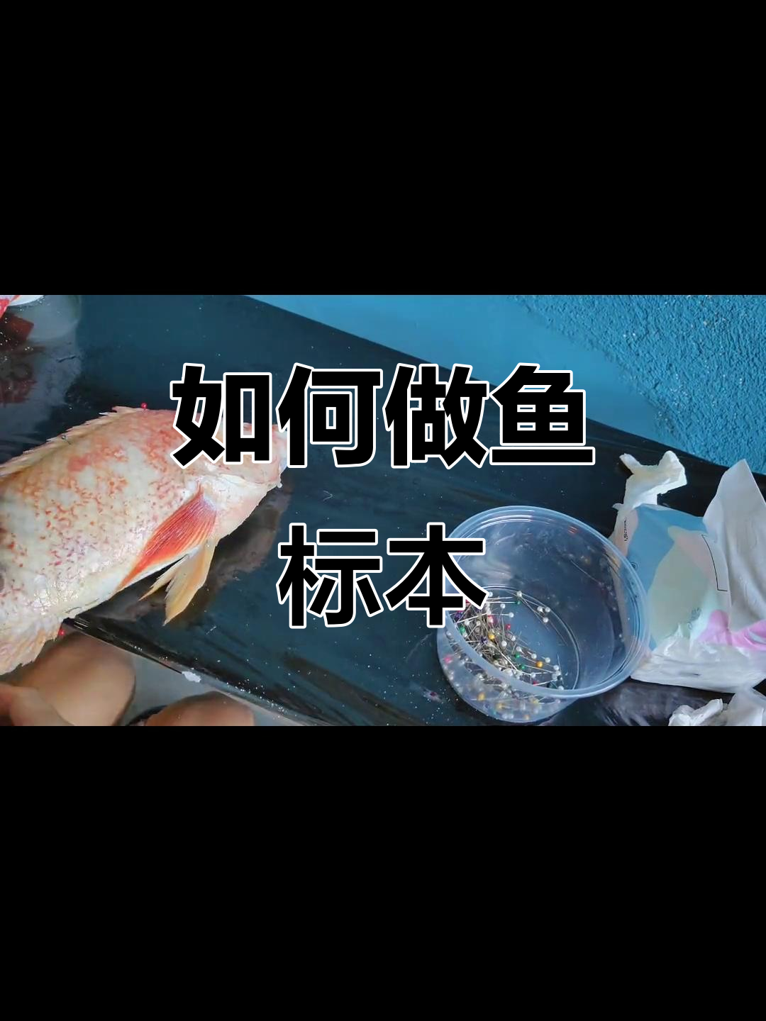 鱼标本制作全流程揭秘，轻松学会如何处理鱼类样本