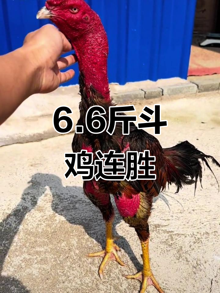 6.6斤虎毛王斗鸡,两胜对手精彩瞬间大揭秘