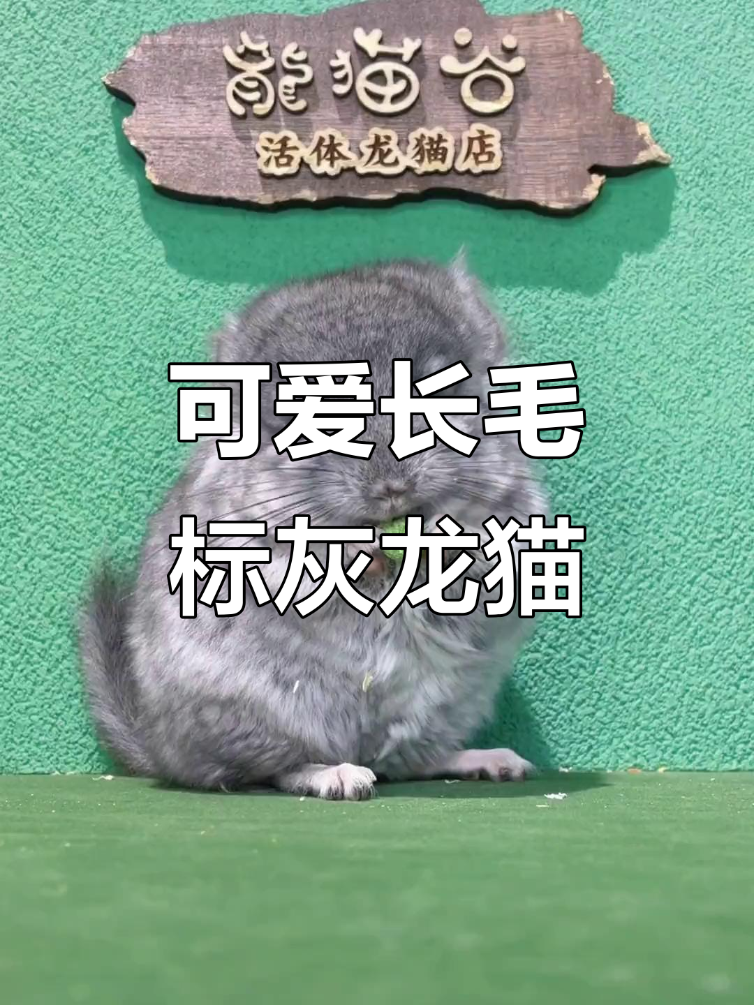 可爱长毛标灰龙猫