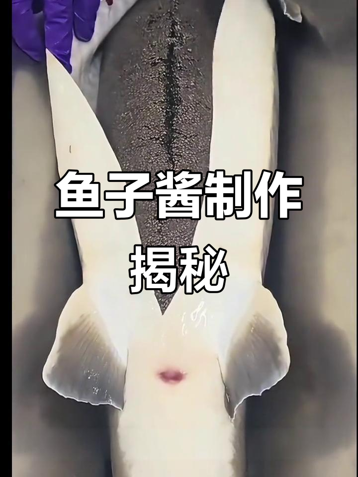 鲟鱼变鱼子酱，层层工艺成就美味