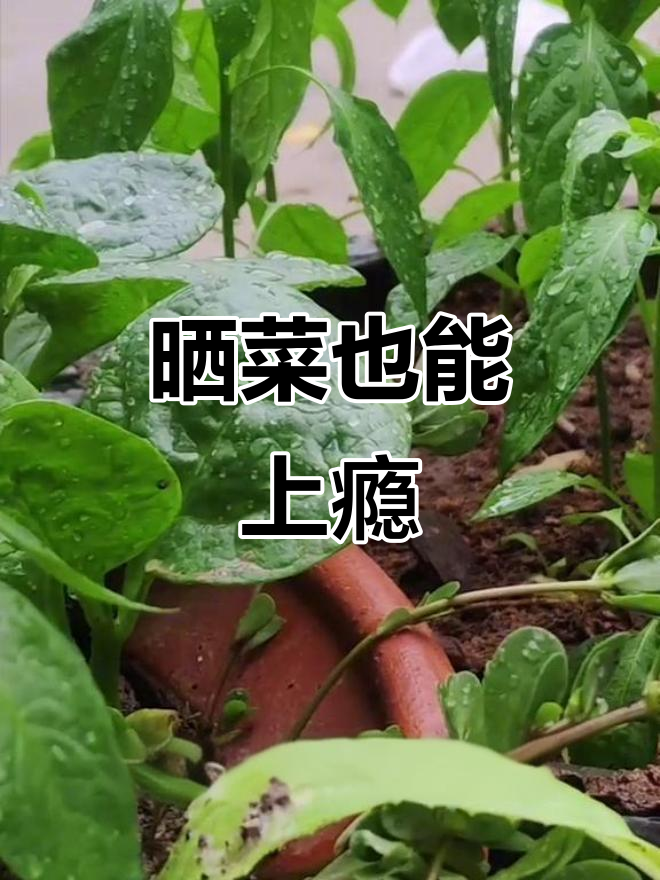 种菜成瘾,手机里全是自家菜的成长照