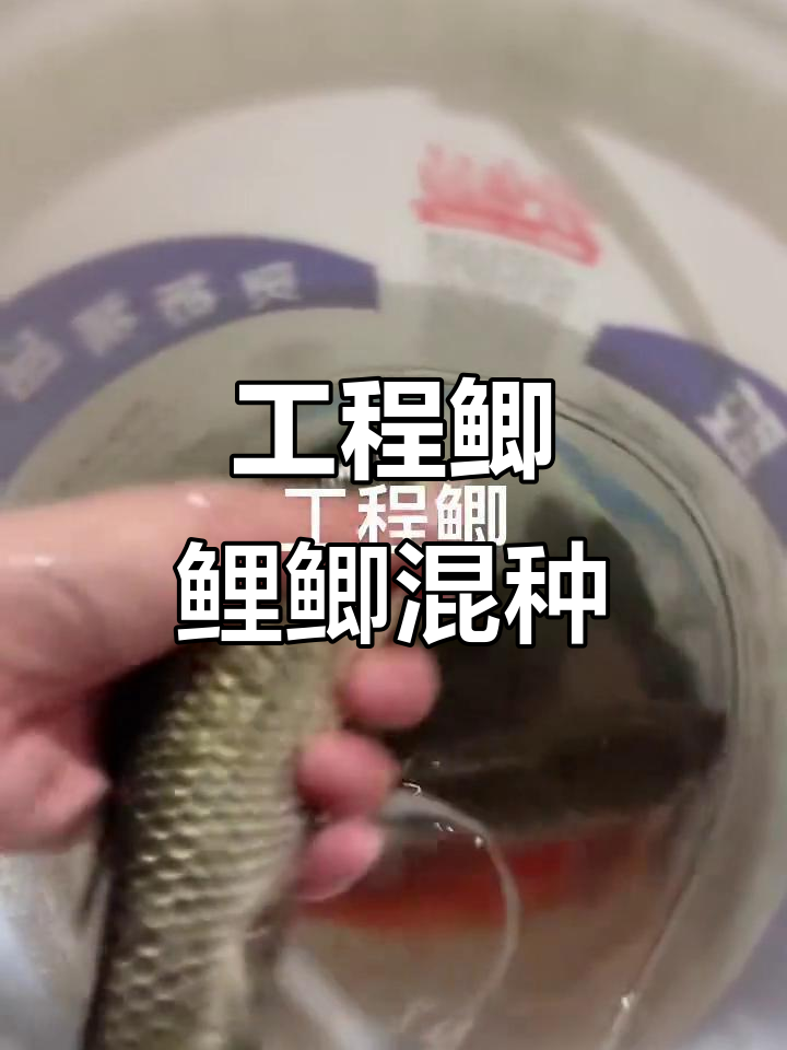 鲤鱼与鲫鱼的杂交品种,竟然长这样!